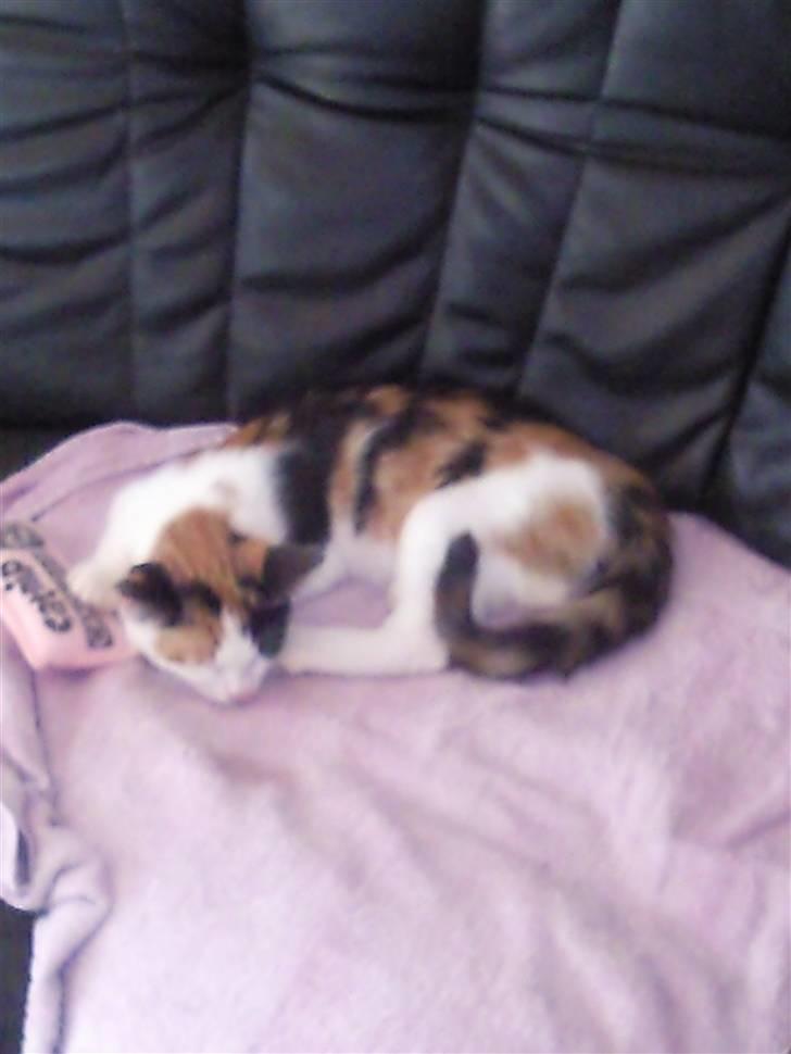 Huskat bumle ; Solgt;( billede 3