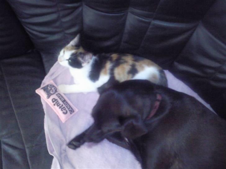 Huskat bumle ; Solgt;( - det er godt når dyrene kan sammen ;) billede 4