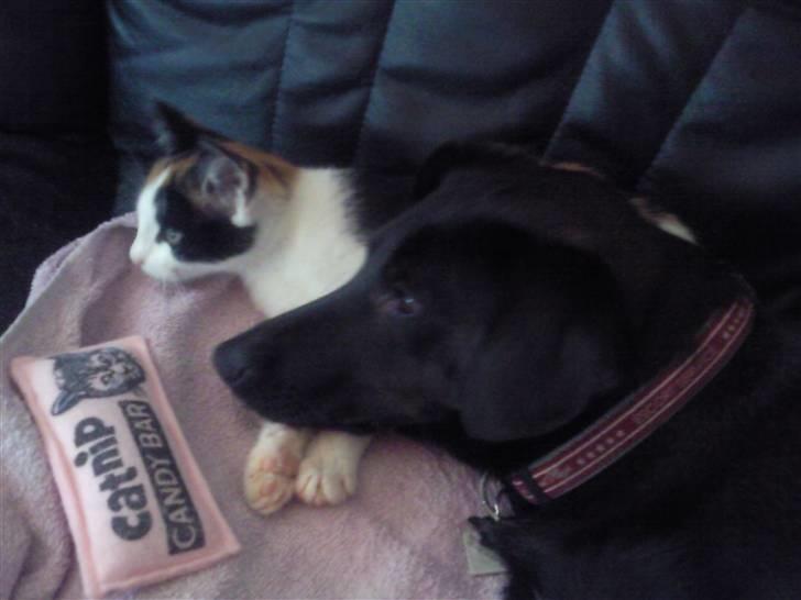 Huskat bumle ; Solgt;( billede 5