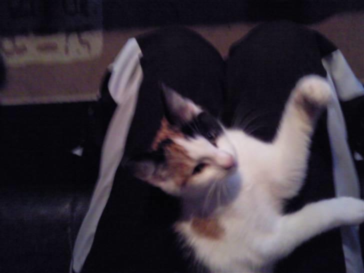 Huskat bumle ; Solgt;( billede 6