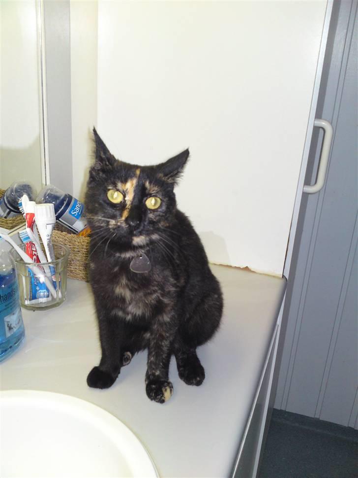 Huskat lilli billede 14