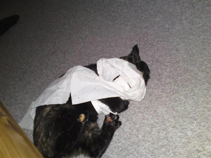 Huskat lilli billede 15