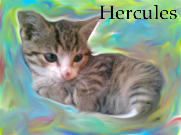 Huskat Hercules billede 10