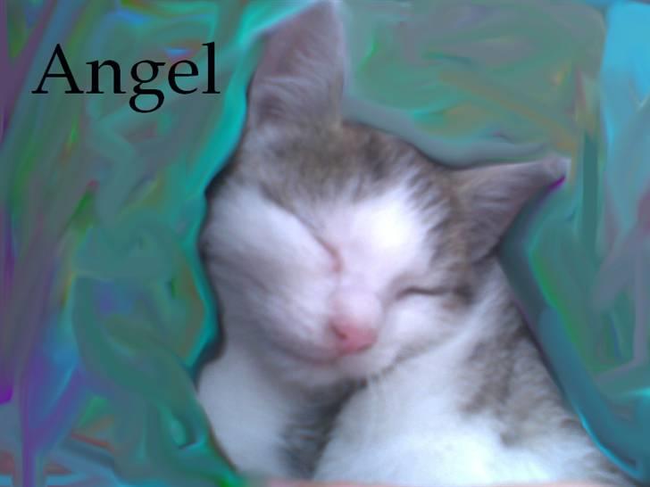 Huskat Angel billede 10