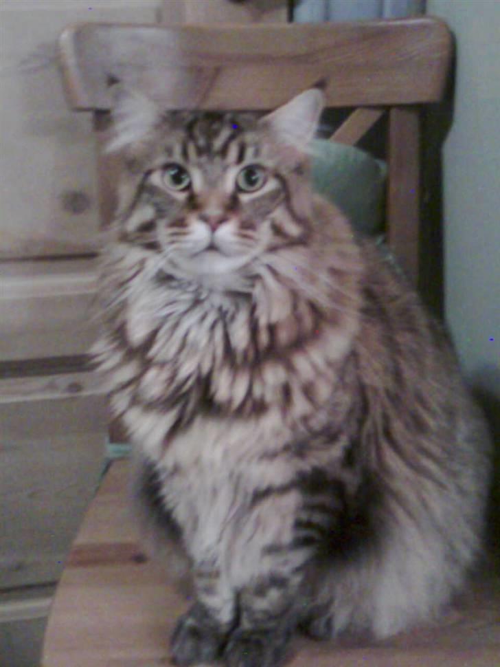 Maine Coon Tiger - Tiger da han var 1 1/2 år billede 2