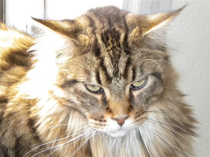 Maine Coon Tiger - Tiger lidt tættere på! billede 5