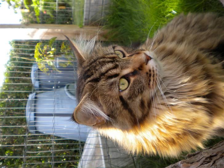 Maine Coon Tiger - Tiger med sit imponerene hoved billede 6