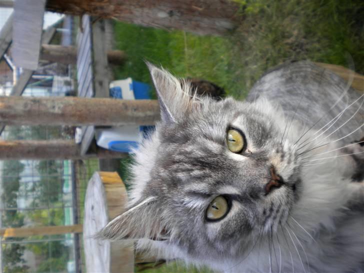 Maine Coon Sille - Smukke sille billede 1