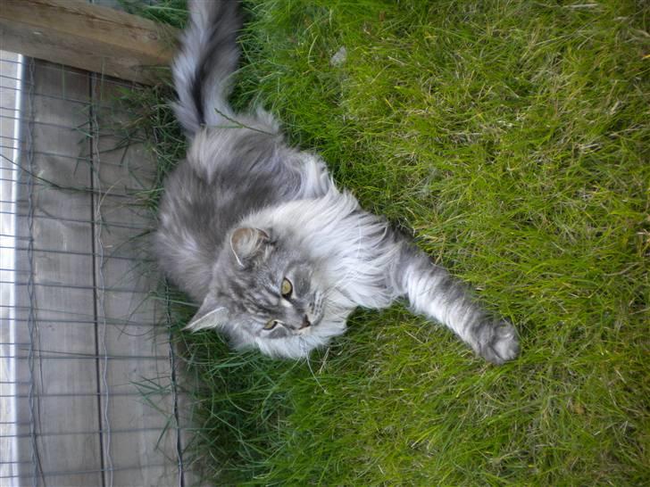 Maine Coon Sille - Her slapper vi aff i udendørsburet!!! billede 2