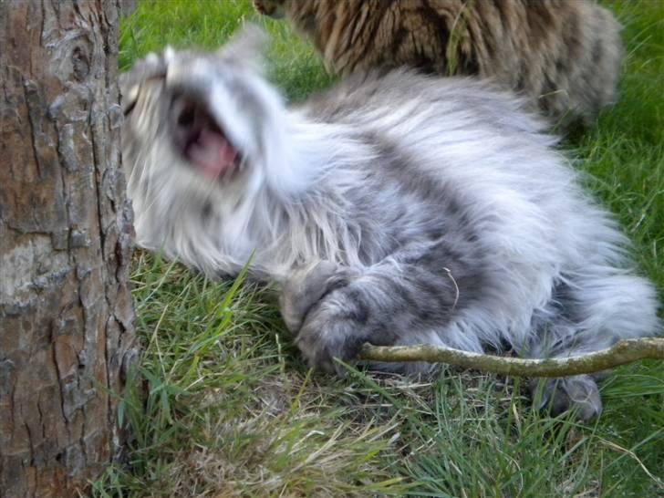 Maine Coon Sille - Her går hun lige amok!!! billede 3