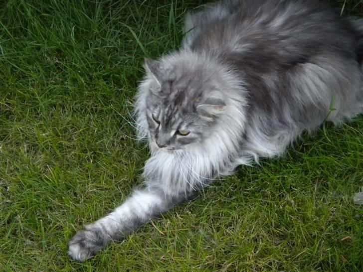Maine Coon Sille - her hygger vi igen!! billede 4