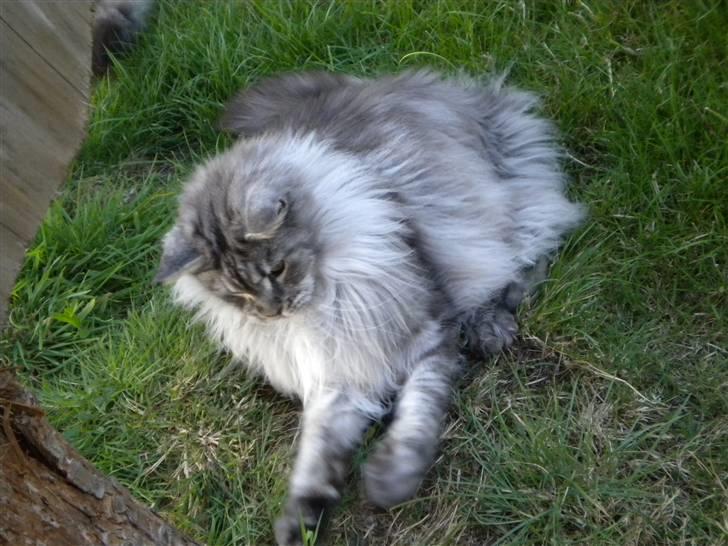 Maine Coon Sille billede 5