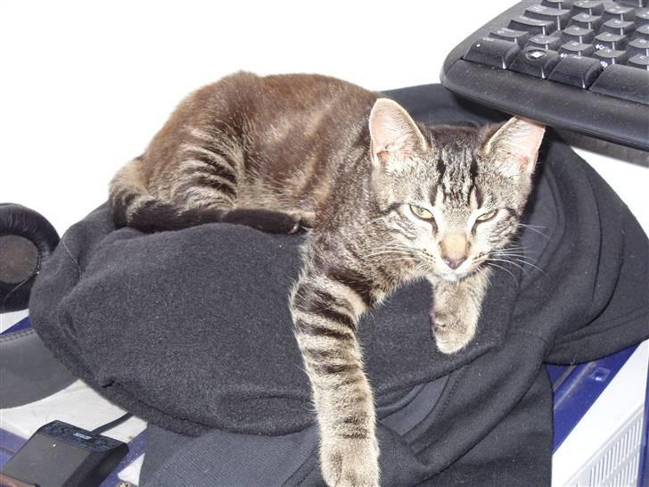 Huskat Felix billede 1