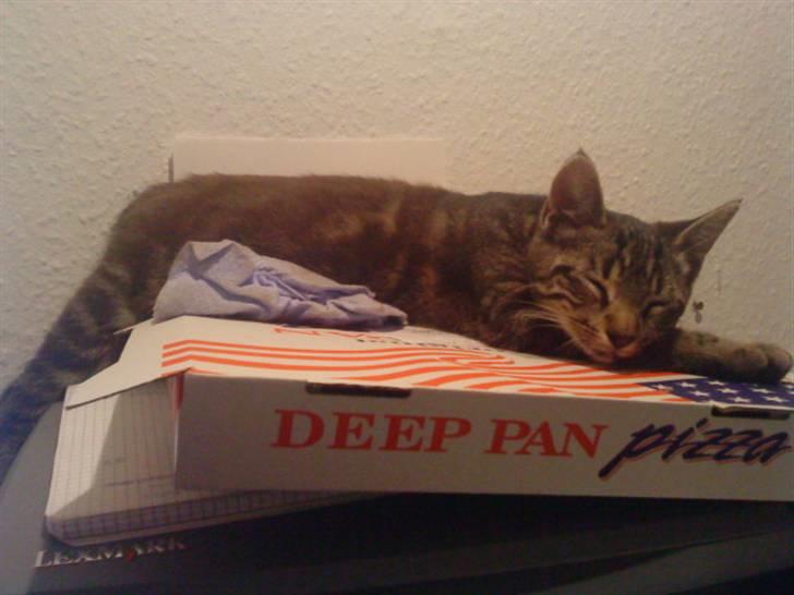 Huskat Felix billede 2