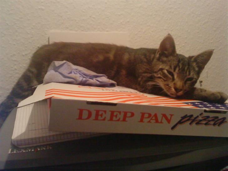 Huskat Felix billede 3