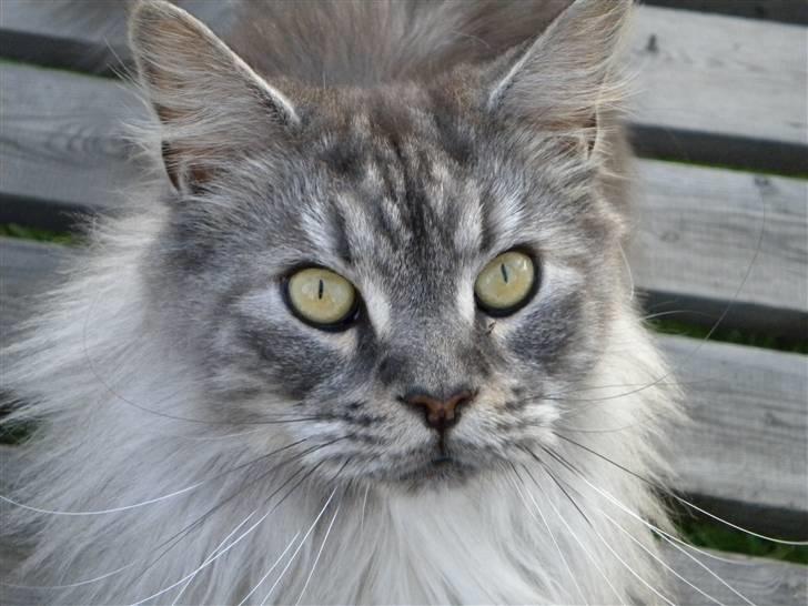 Maine Coon Sille billede 6