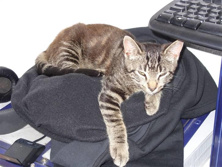 Huskat Felix billede 4