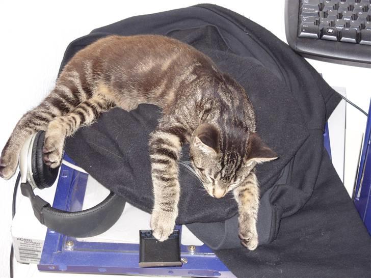 Huskat Felix billede 5