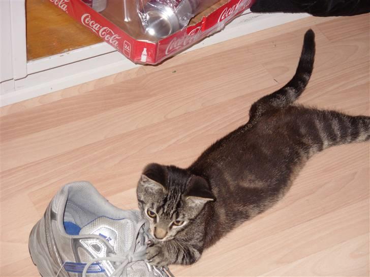 Huskat Felix billede 6