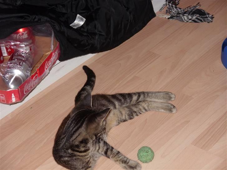 Huskat Felix billede 7