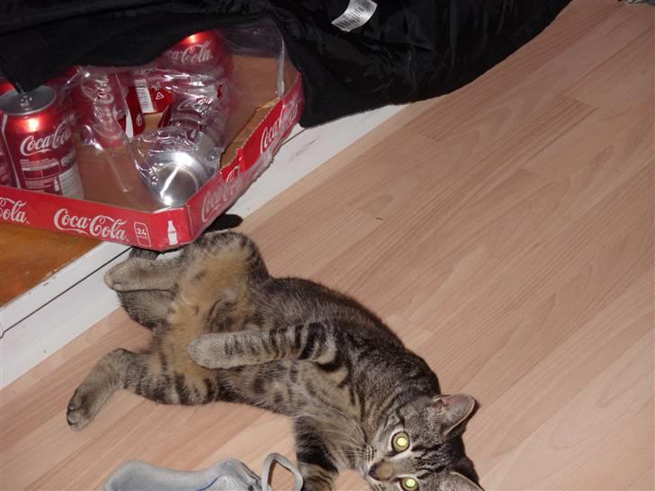 Huskat Felix billede 8