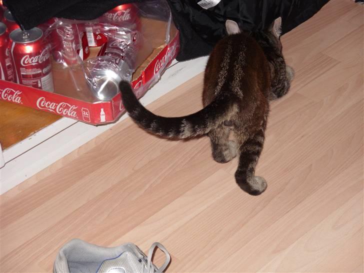 Huskat Felix billede 9