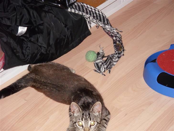 Huskat Felix billede 10