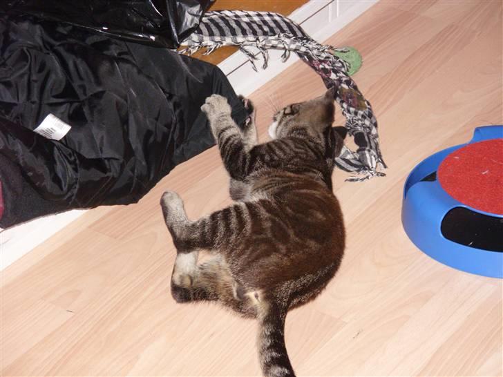 Huskat Felix billede 11