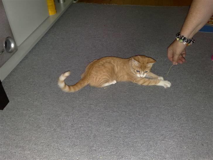 Huskat Minnie billede 1