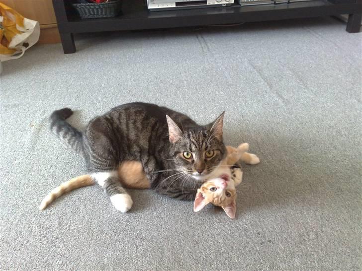 Huskat Minnie billede 2