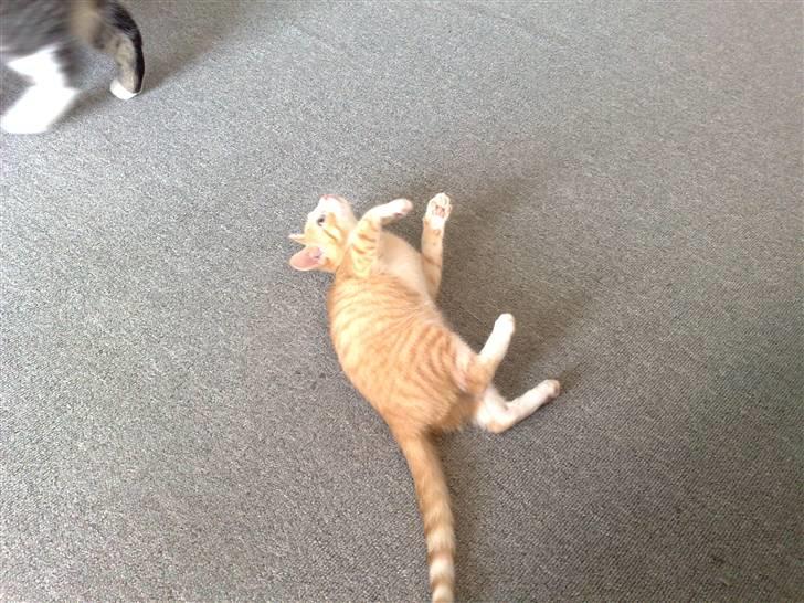 Huskat Minnie billede 3