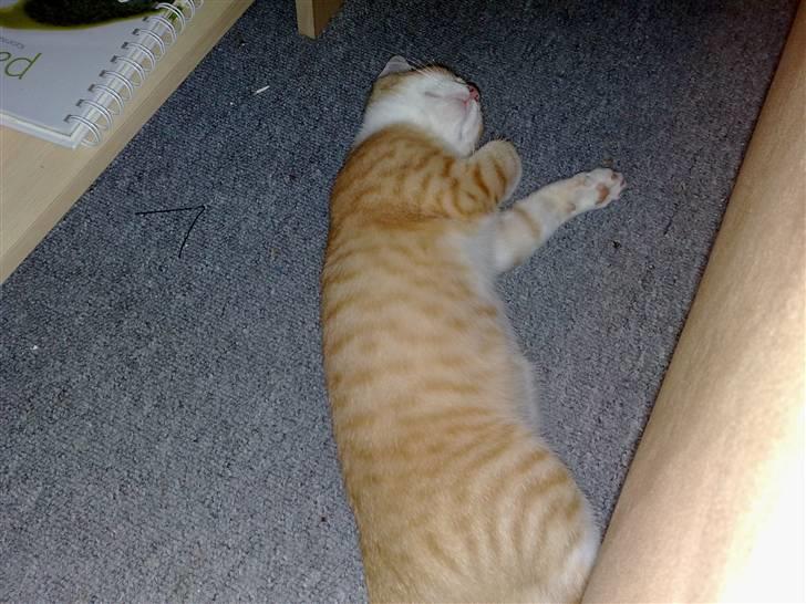 Huskat Minnie billede 4