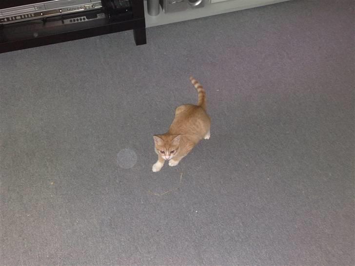 Huskat Minnie billede 5