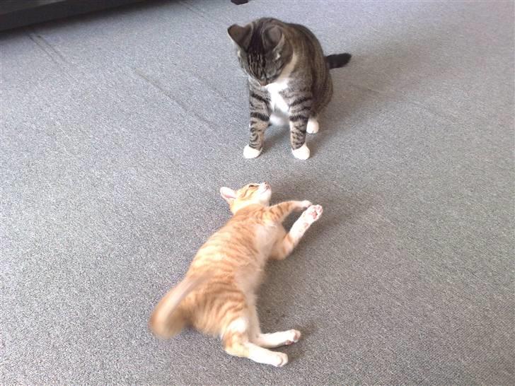 Huskat Minnie billede 6