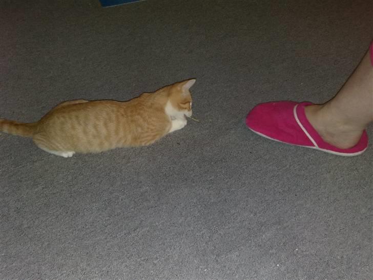 Huskat Minnie billede 7