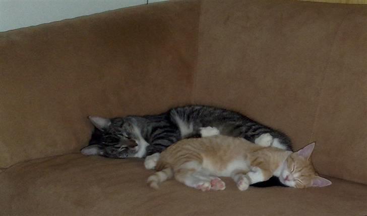 Huskat Minnie billede 8