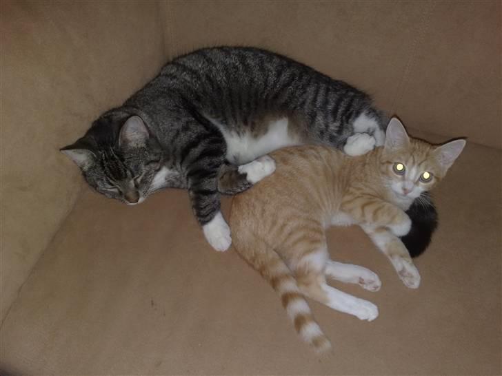 Huskat Minnie billede 9