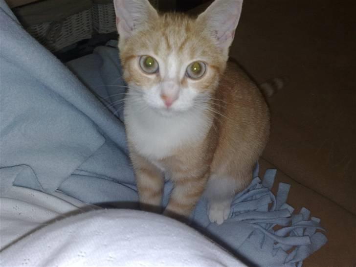 Huskat Minnie billede 10