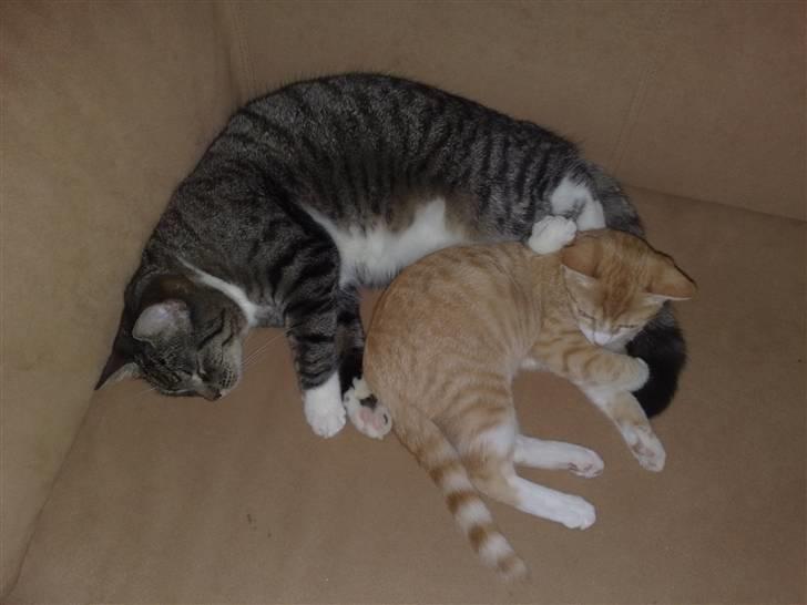 Huskat Minnie billede 11