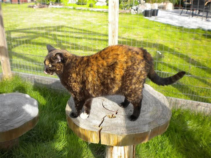 Huskat Minnie - Her er Minnie billede 1