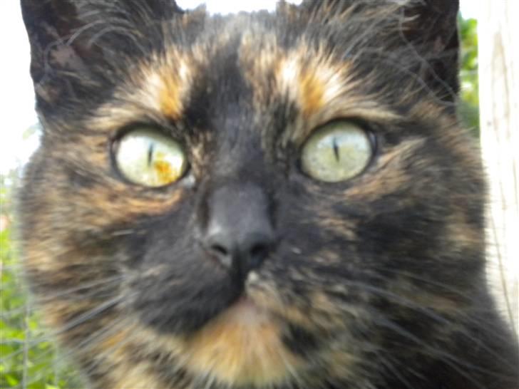 Huskat Minnie billede 2