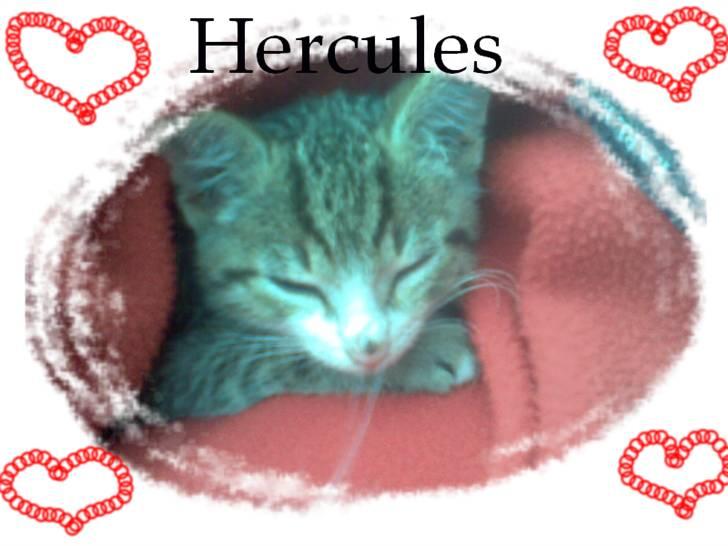 Huskat Hercules billede 11