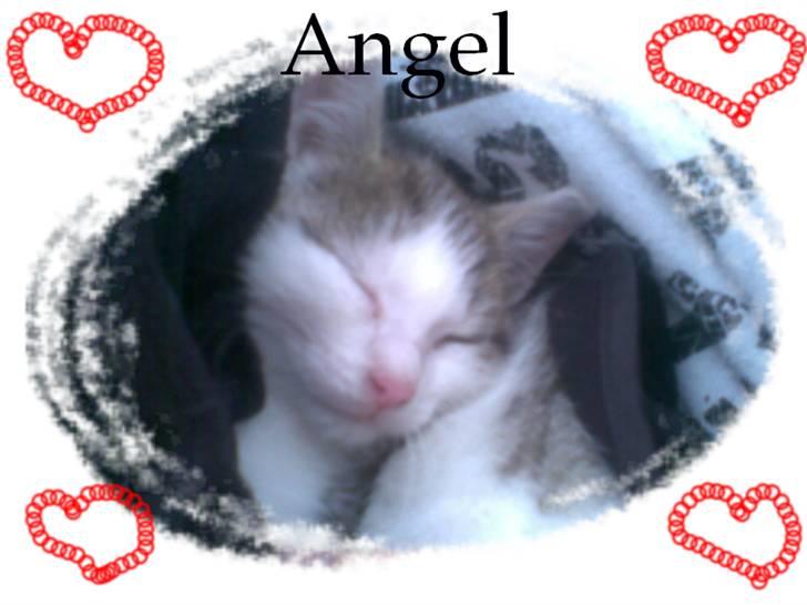 Huskat Angel billede 11