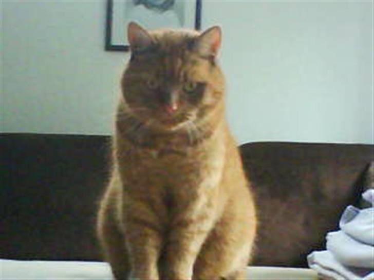 Huskat Pino - velkommen til Pino Pigens profil se lige hendes mave !!! billede 1