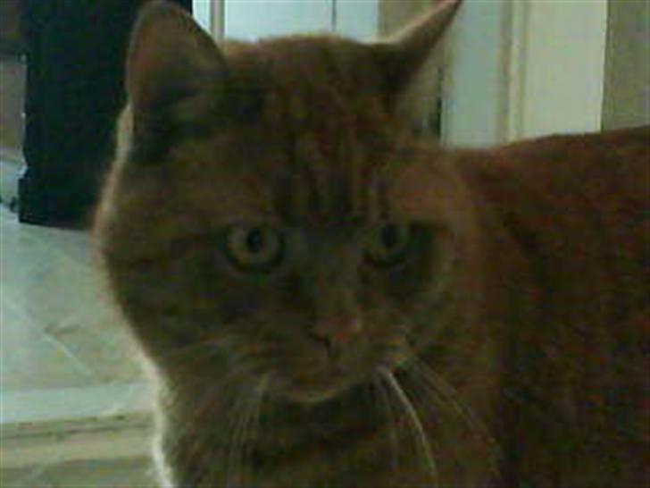 Huskat Pino - hedens hoved billede 2