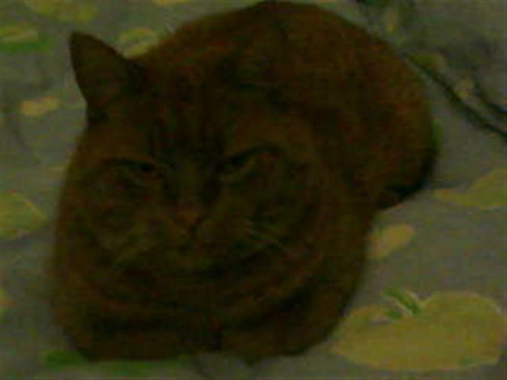 Huskat Pino - hve godt at det er lidt mørkt men jeg syns det var et godt billed billede 3