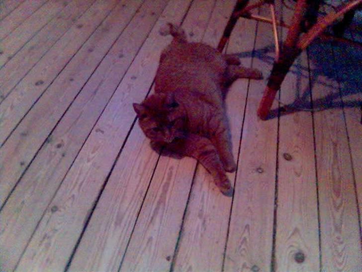 Huskat Pino - åhh. man ligger lige og strækker ud billede 4