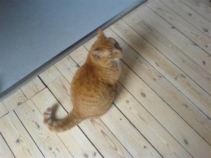 Huskat Pino - hve godt at hun ruster på hoved men jeg syns det var sødt at hun kiggede sådan op :D billede 5