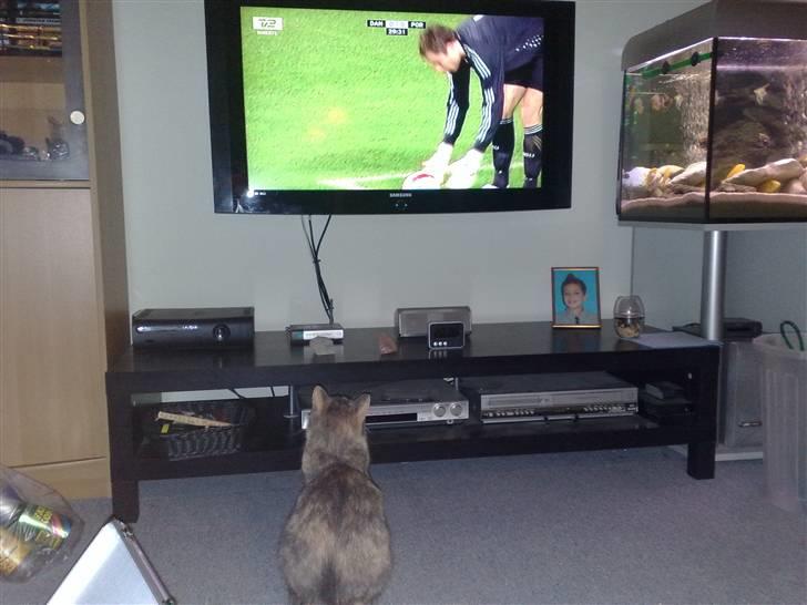 Huskat Lilo billede 15