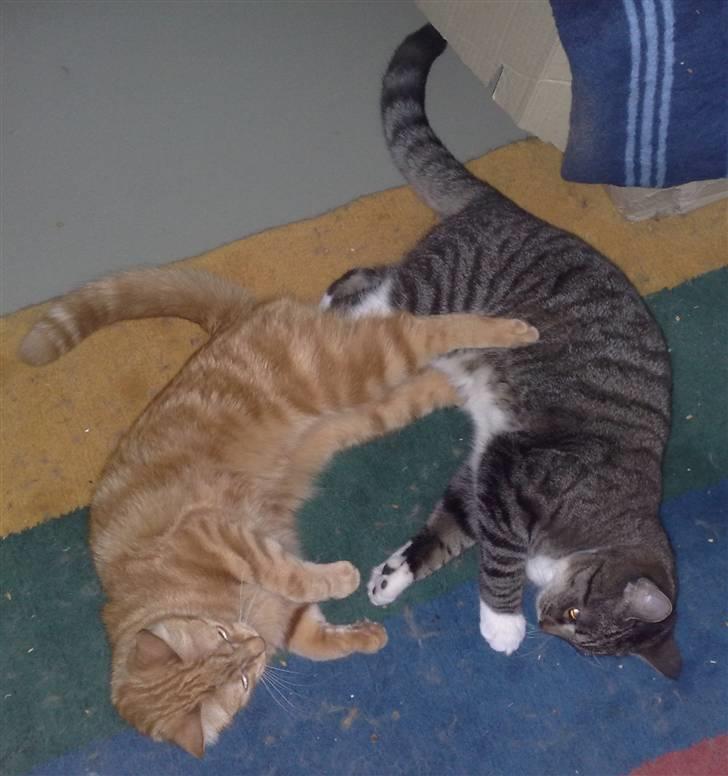 Huskat Simba billede 13